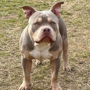 Meet your Posher, Masculine Line Bullies